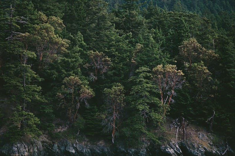 66fb20f952301885d80770f8 Trees