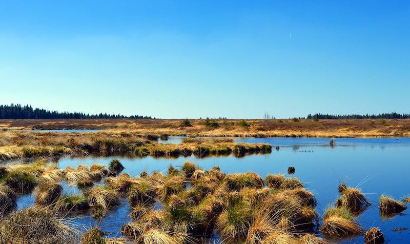 66fb22861a3f5981d2d511ec Wetlands 0