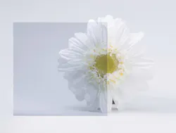 1 %20 Guardian%20 Crystal Blue%20glass%20 %20daisy%20copy 1 %20 Guardian%20 Crystal Blue%20glass%20 %20daisy%20copy