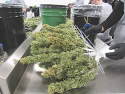 Marijuana in a marijuana facility Marijuana in a marijuana facility