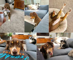 Pictures Of My Dog Leni Pictures Of My Dog Leni