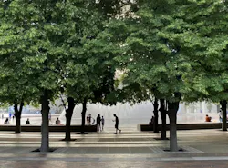 photograph of planted linden trees with fountain in background and silhouette of person walking across plaza photograph of planted linden trees with fountain in background and silhouette of person walking across plaza