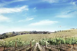 Copia Vineyard east view Copia Vineyard east view