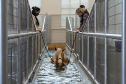 Vida Horse Vida Horse