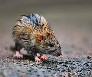 1652186056041 0913 Buzz Mouse