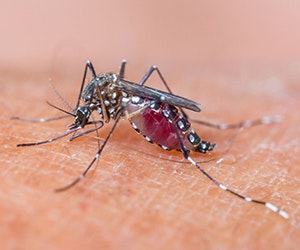 1652288402771 B 1014 Buzz Mosquito