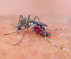 1652288402771 B 1014 Buzz Mosquito 1652288402771 B 1014 Buzz Mosquito