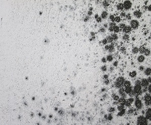 1652313545665 B 1015 News Mold