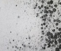 1652313545665 B 1015 News Mold 1652313545665 B 1015 News Mold