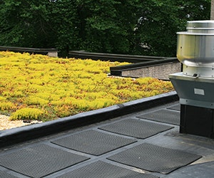 1652313961734 B 0415 Newsfeed Greenroof