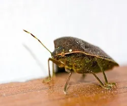 1652319155143 Tipsbedbugs 1652319155143 Tipsbedbugs