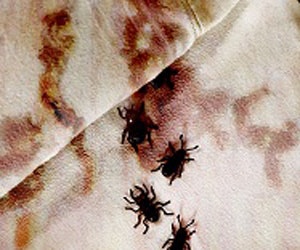 1652320302247 B 1210 Bedbugsummit