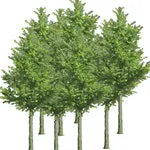 B_1209_GF_ReallyGreen_tn B_1209_GF_ReallyGreen_tn