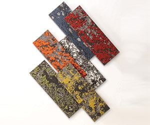 1652369291587 Mohawkgrouplichen