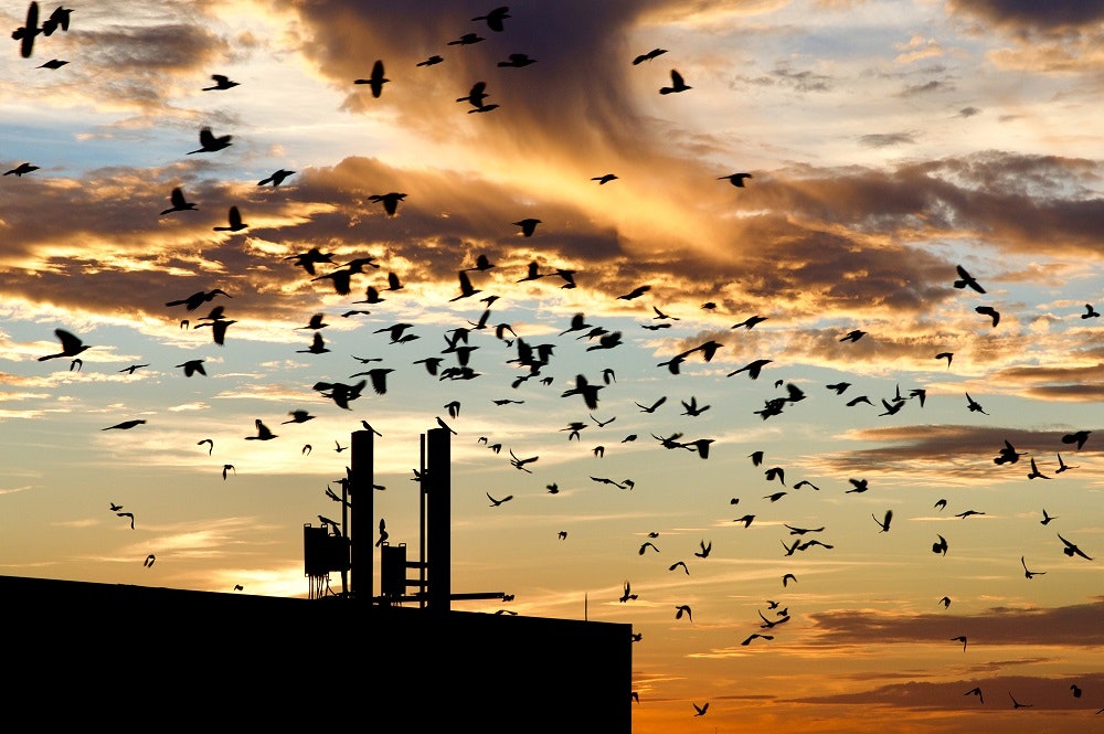 1653609684327 Birdsbuildings Hero 1000