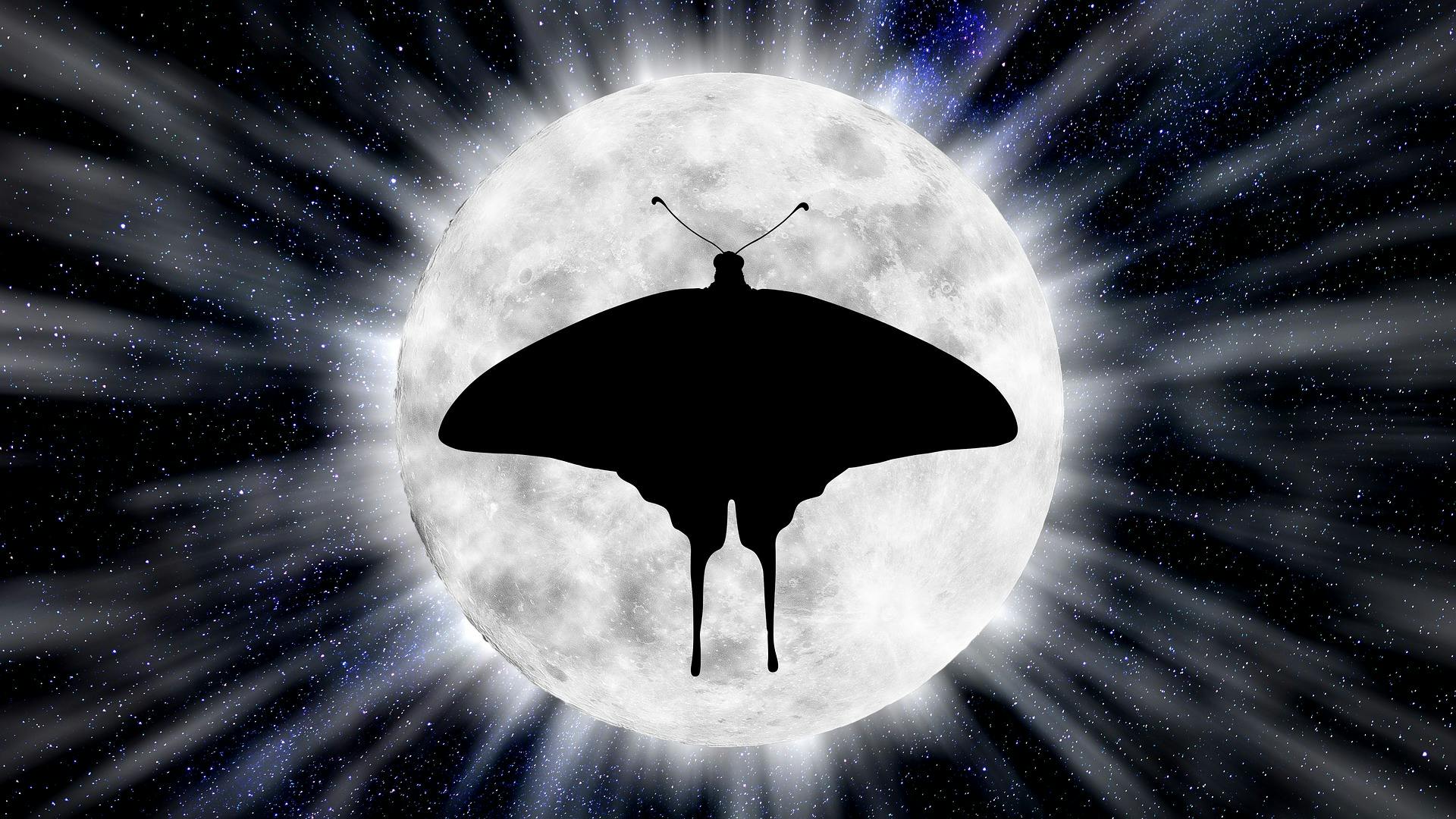 One theory for why moths fly to light is that they are attracted to the moon. We all know that hot bulbs can be fatal for them. In the bigger picture, artificial light in general is no friend of insects, say a group of British scientists who studied moth caterpillars. (Image credit: Graphic by Evan_Harrey via Pixabay; used under free license for commercial or non-commercial purposes.)