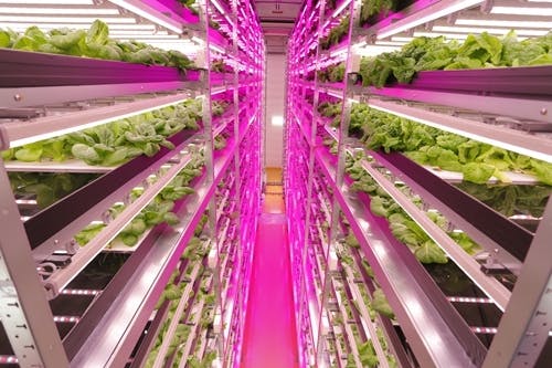 LED lighting advances in horticultural applications, boosts productivity