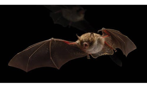 Holland&rsquo;s newest red-light district is a big boost for bats (MAGAZINE)