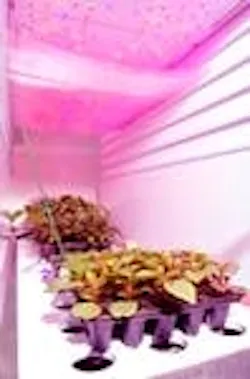 677eb1a8bf22eeec2845cbce Content Dam Leds En Articles Print Volume 9 Issue 677eb1a8bf22eeec2845cbce Content Dam Leds En Articles Print Volume 9 Issue