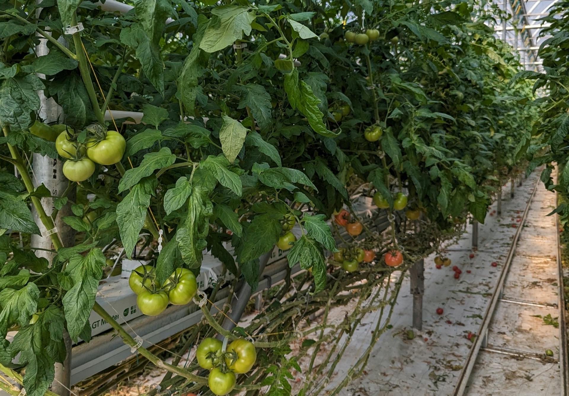Beefsteak tomatoes like these at Les Serres Bertrand&rsquo;s greenhouse in Lanoraie, Quebec will soon grow under LED lighting.