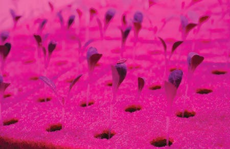 LED technology serves rapidly growing horticultural lighting market