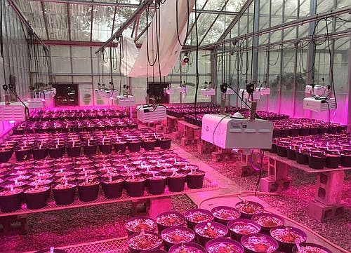 677eb76caa3a124f7db248b6 Content Dam Leds Article 2019 1 Ledslumigrownews01