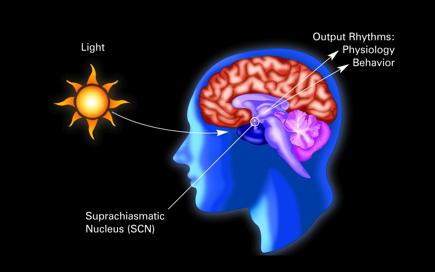 Image credit: Circadian Rhythm illustration from the National Institutes of Health, US Department of Health and Human Services. As a work of the US federal government, the image is in the public domain. (Source: Circadian Rhythms Fact Sheet; https://bit.ly/30VNTLo.)
