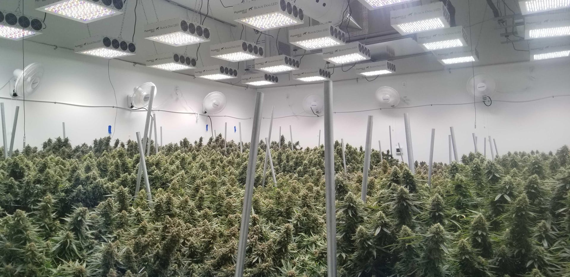 FIG. 1. In a cannabis grower operation, light mapping software can drive the optimal placement and light distribution characteristics of LED grow lights. (Image credits: All images courtesy of Black Dog LED.)