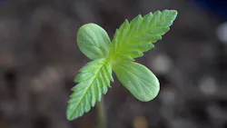 Cannabis seedlings like this one could fast forward to the flowering stage. (Used under CC BY-SA 3.0 DEED; License: https://creativecommons.org/licenses/by-sa/3.0/deed.en) Cannabis seedlings like this one could fast forward to the flowering stage. (Used under CC BY-SA 3.0 DEED; License: https://creativecommons.org/licenses/by-sa/3.0/deed.en)