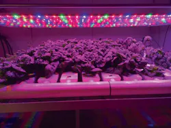 Buyers benefit from LED horticultural lighting guidance Buyers benefit from LED horticultural lighting guidance