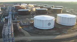 Pin Oak Mt. Airy Pin Oak Mt. Airy