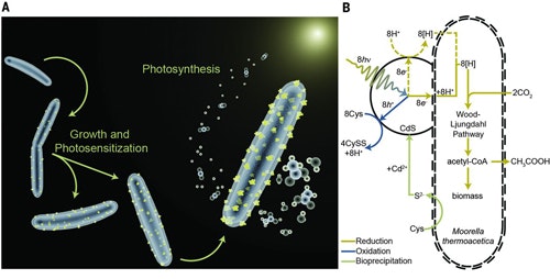 1660251947758 Nanoparticlestuddedbacteriumfig1sm