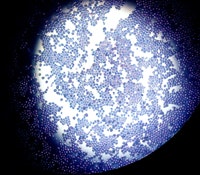 1660252857194 Mityeastethanots