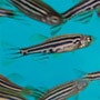 1660253788847 Moleculesremovewaterpollutants