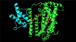 fig-1-structural-image fig-1-structural-image