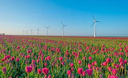 Tulips-and-windmills-100-renewable-electricity-DSM-in-Netherlands-copy Tulips-and-windmills-100-renewable-electricity-DSM-in-Netherlands-copy