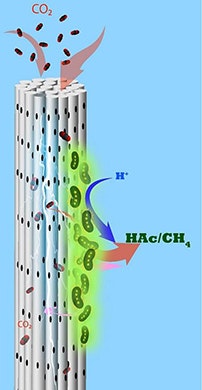 1660318805273 Kaustmicrobes