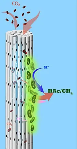 1660318805273 Kaustmicrobes 1660318805273 Kaustmicrobes