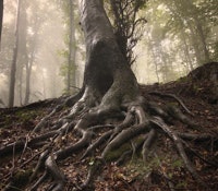 1403-root-of-acciedents-ts