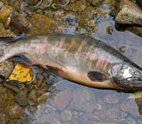 1660602811468 1305tslandmarkrulingaffectspesticidemakers