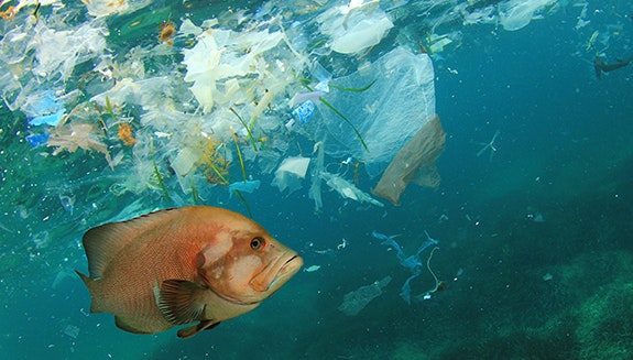 biodegradeable-pollution-marine-life