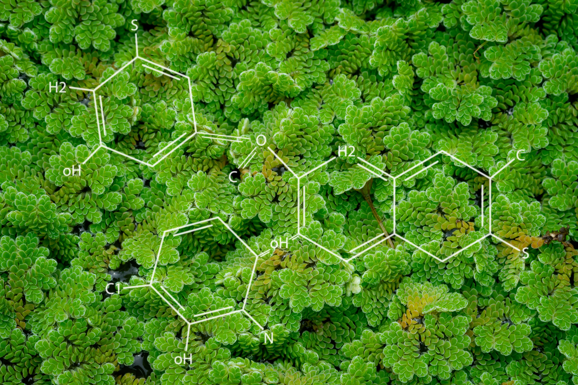 Shutterstock 2176473635