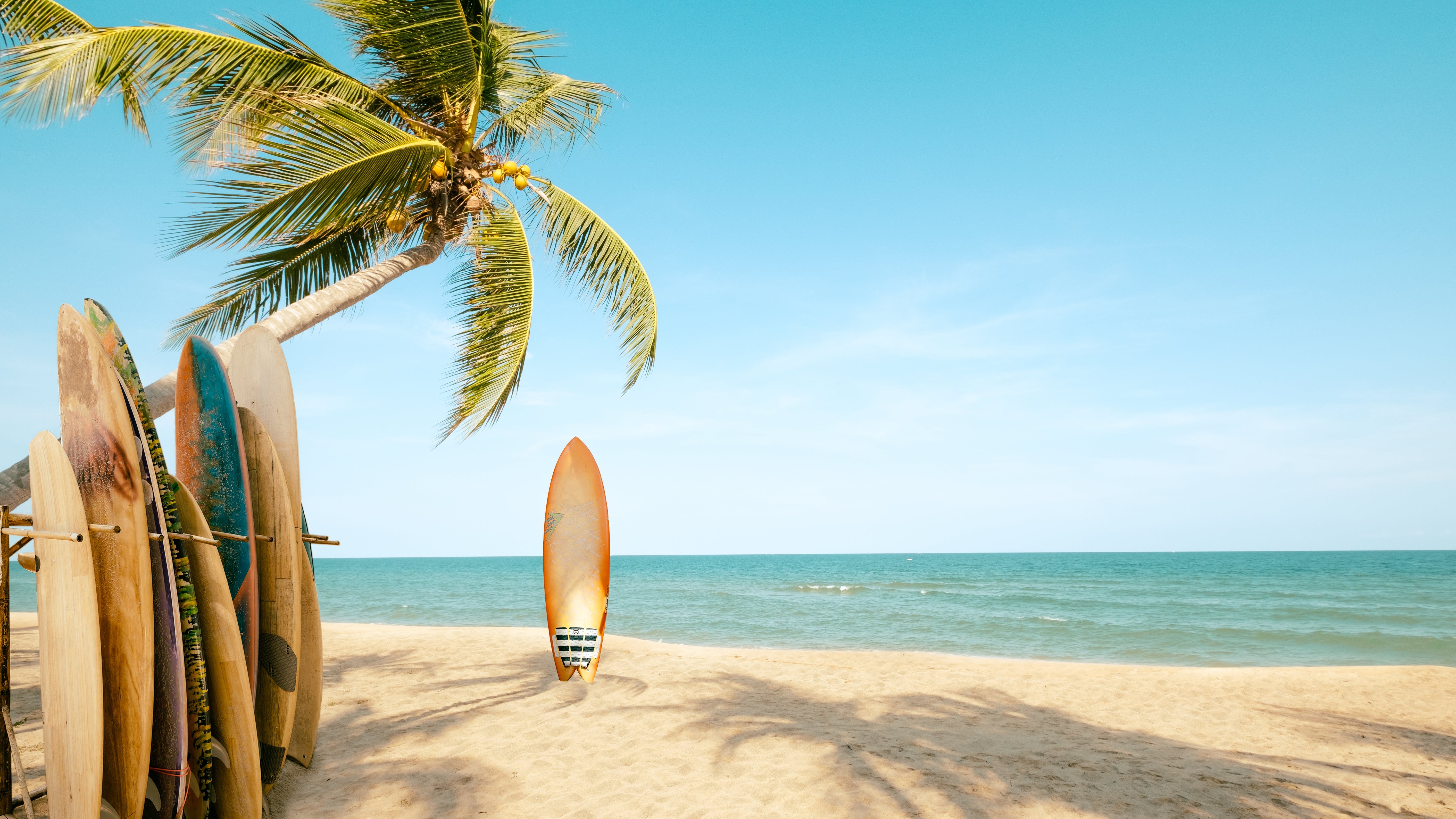 Surfboard And Palm Tree On Beach With Beach Sign For Surfing Area
