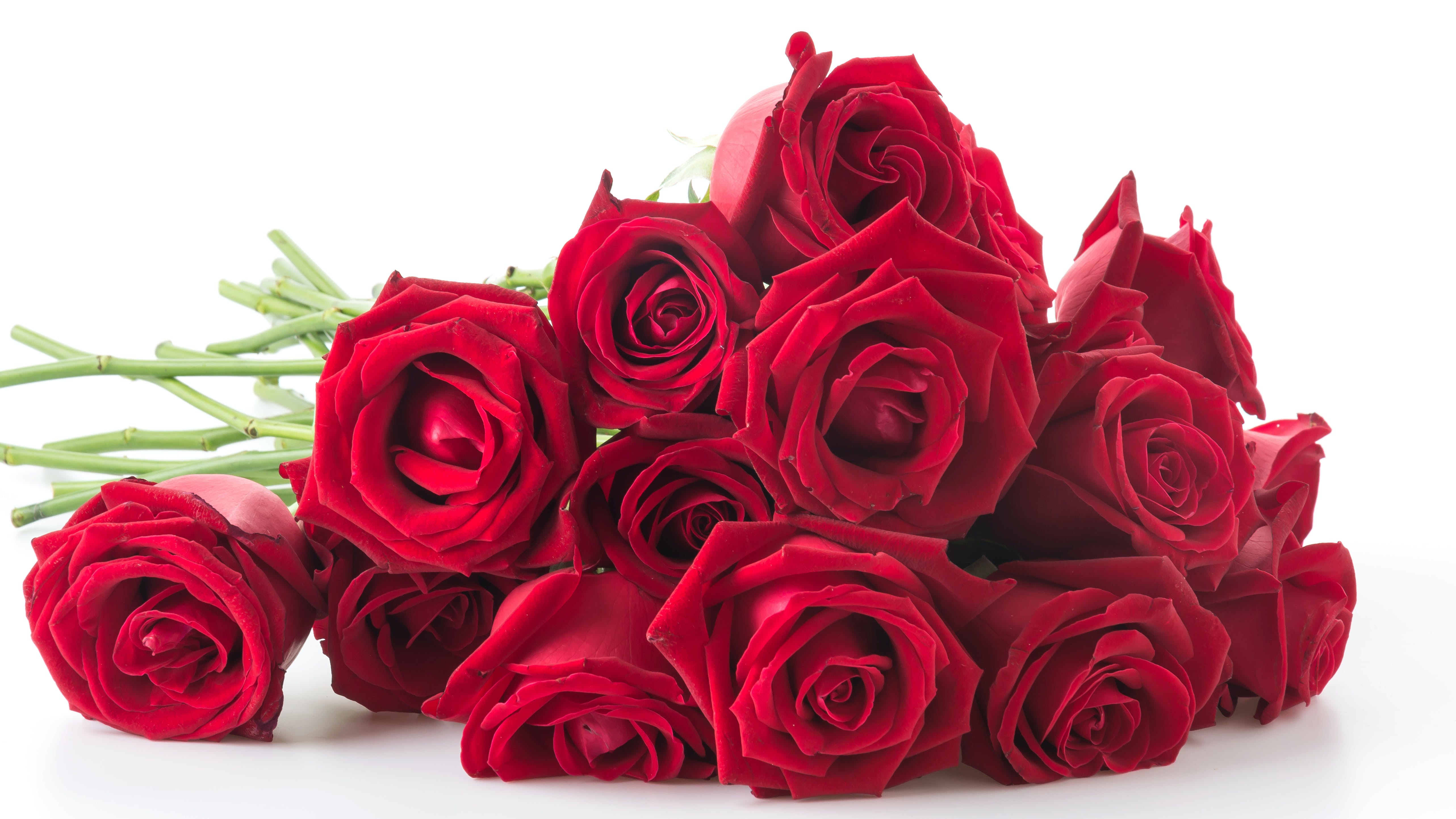 red rose isolated on white background