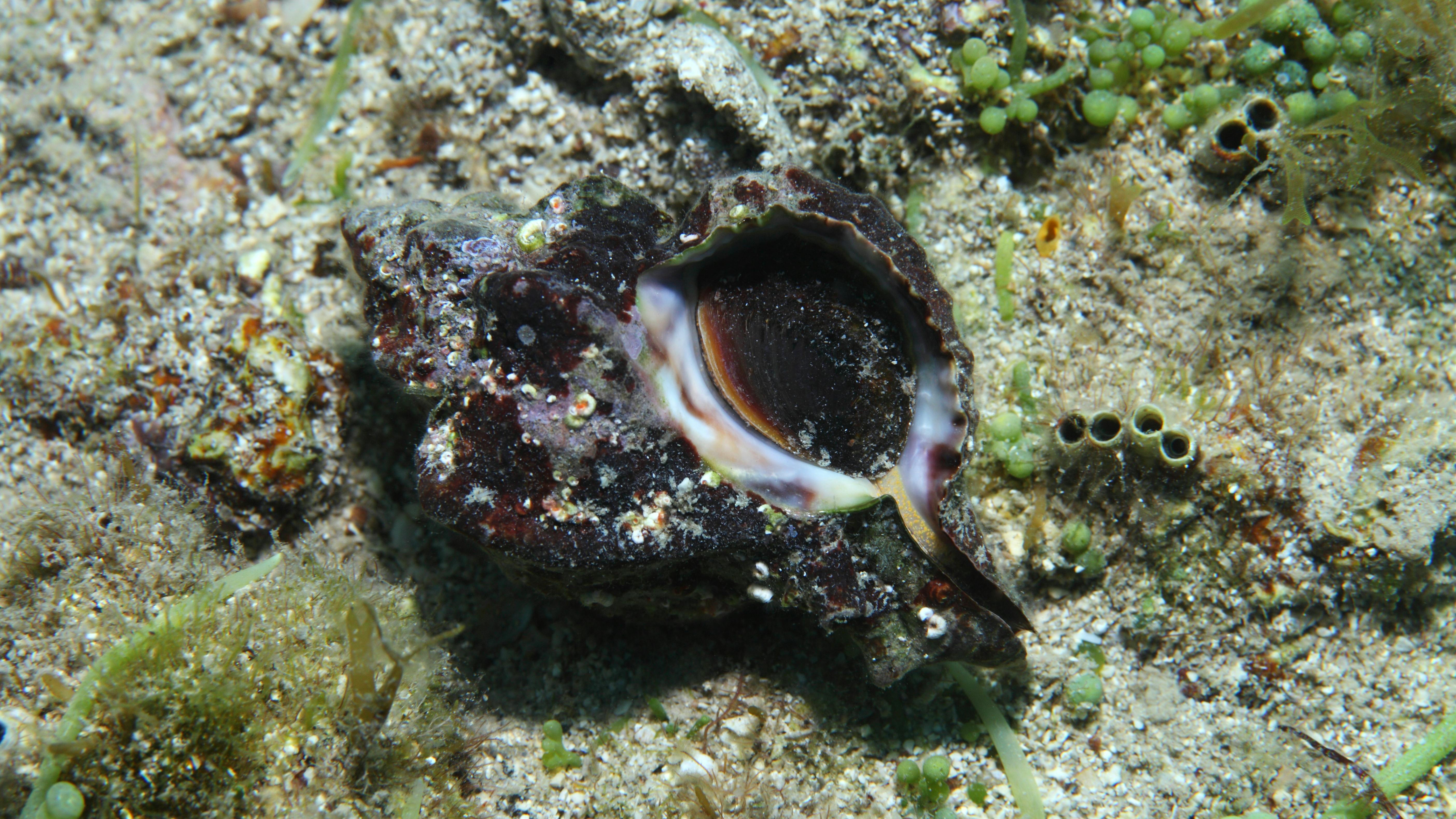 Hexaplex trunculus snail