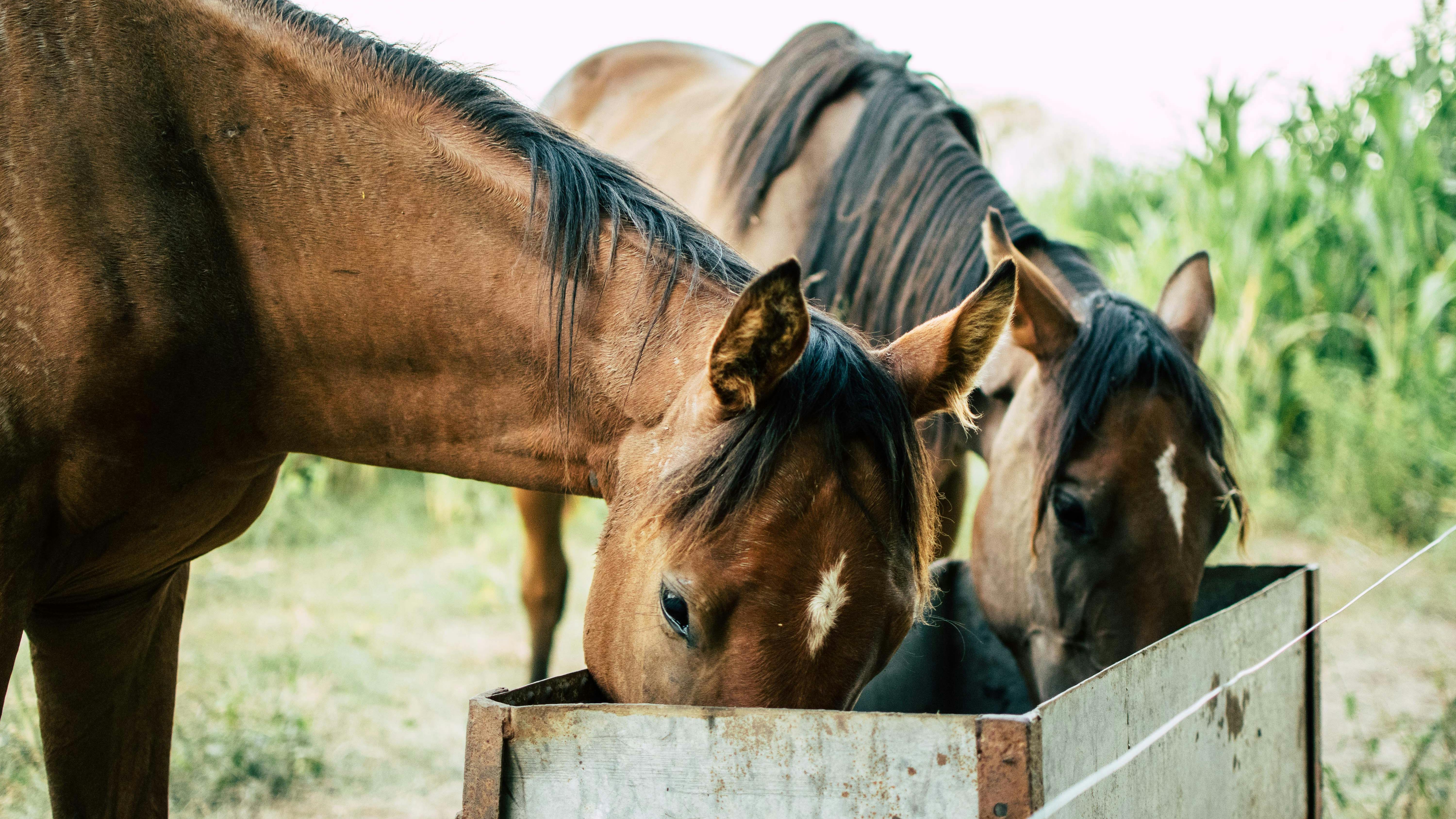 horse feed