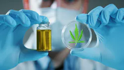 Portrait of scientist with mask and gloves checking and analizing a biological and ecological hemp plant used for herbal pharmaceutical cbd oil in a laboratory. Portrait of scientist with mask and gloves checking and analizing a biological and ecological hemp plant used for herbal pharmaceutical cbd oil in a laboratory.