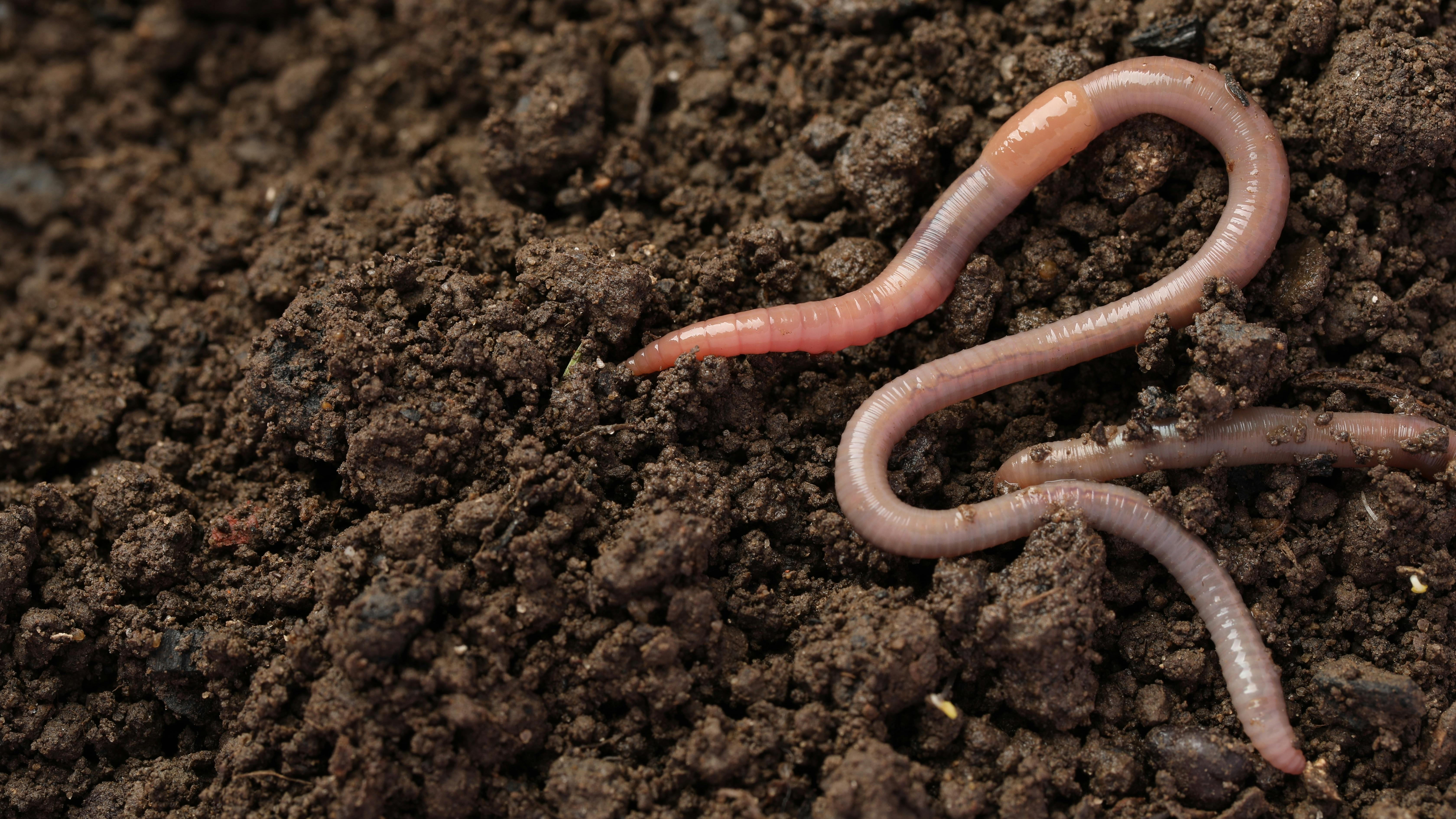 Earthworms in dirt