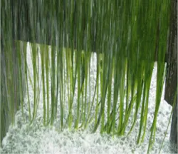 Extreme algae grow on the underside of a cooling tower Extreme algae grow on the underside of a cooling tower