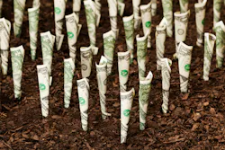 growing money in soil growing money in soil